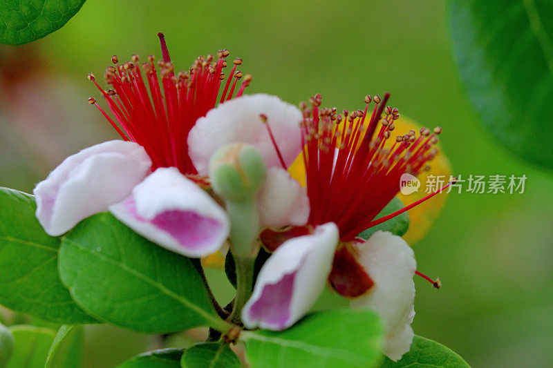 飞燕花/菠萝番石榴/六甲飞燕花